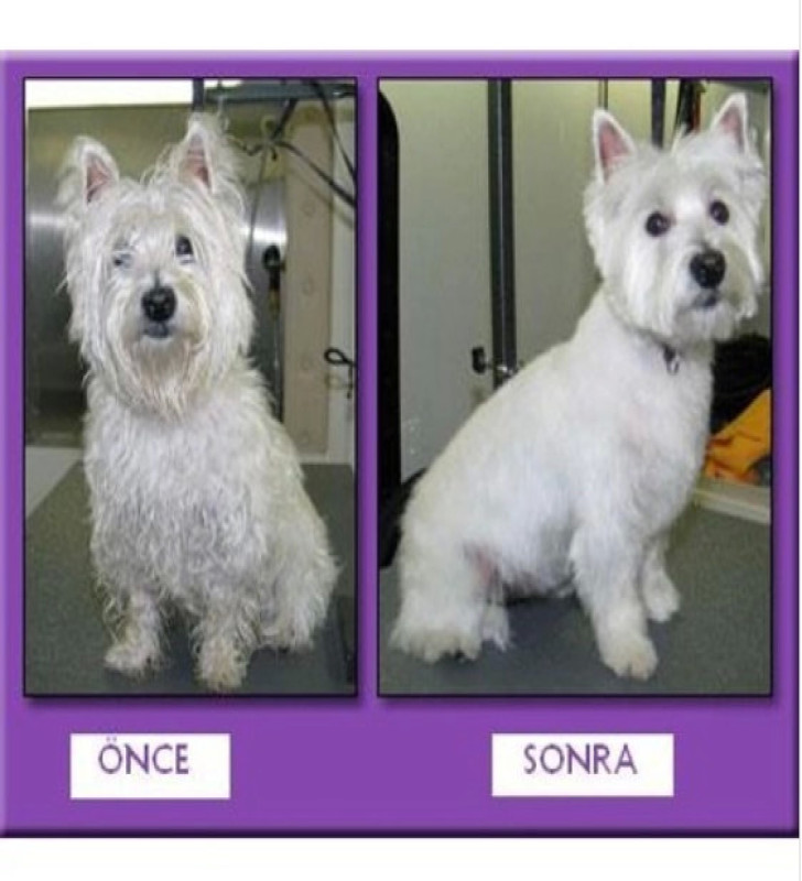 Profesyonel Kedi Köpek ve Evcil Hayvan Traş Makinesi Elektrikli