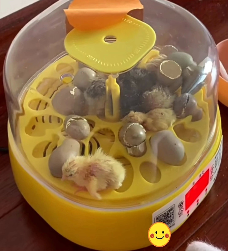 Mini Otomatik Ev Tipi Kuluçka: Papağan Bıldırcın Kuluçka Makinesi 18li Yumurtalı MX-18 ( Lisinya )